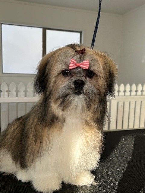 maisy