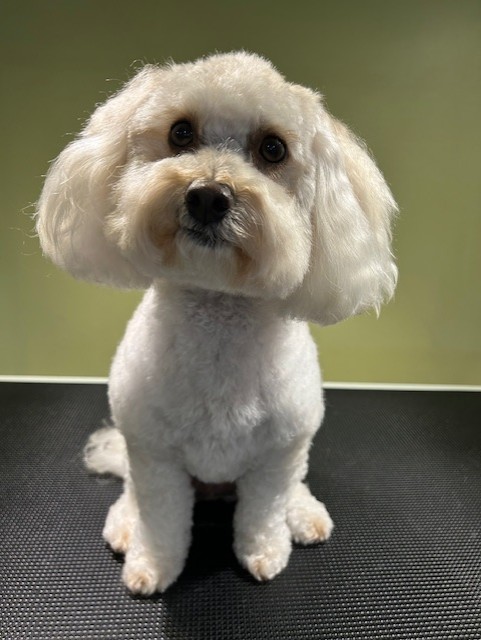 maltese