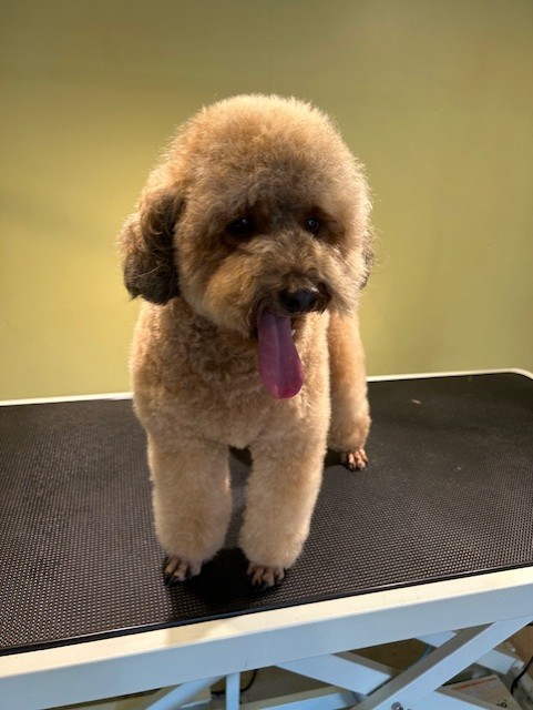 poodle