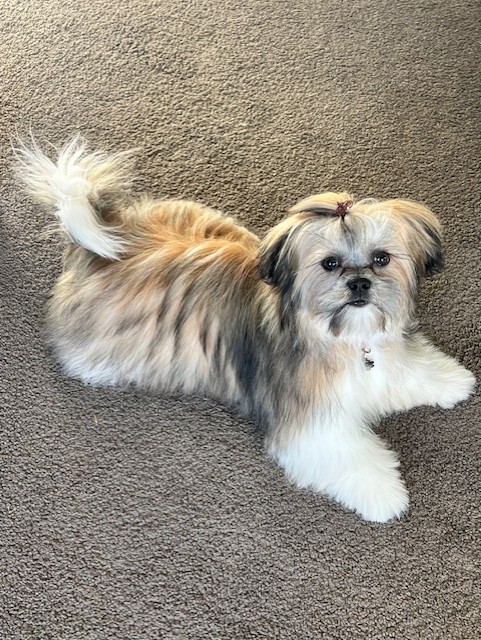 shihtzu