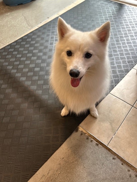 spitz